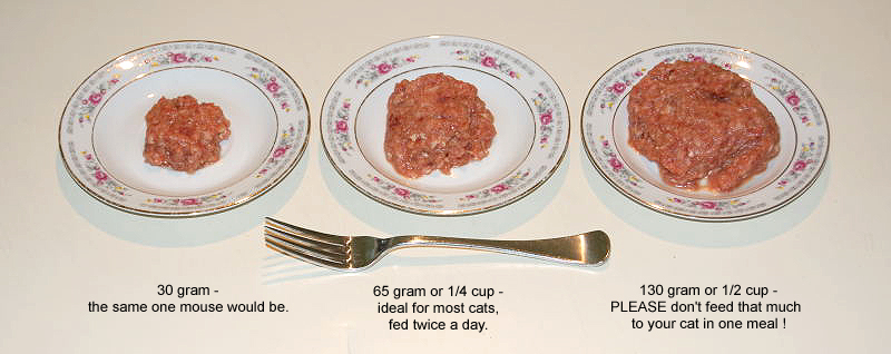 Portion size 2025 for kittens