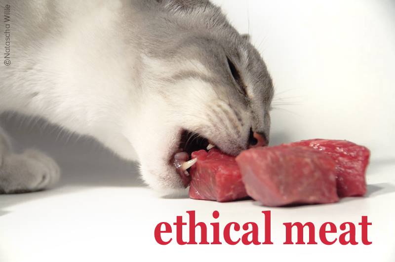 44 HQ Pictures Can Cats Eat Pork Bones : Feeding Your Cats Cooked Chicken Bones Holistic Hound