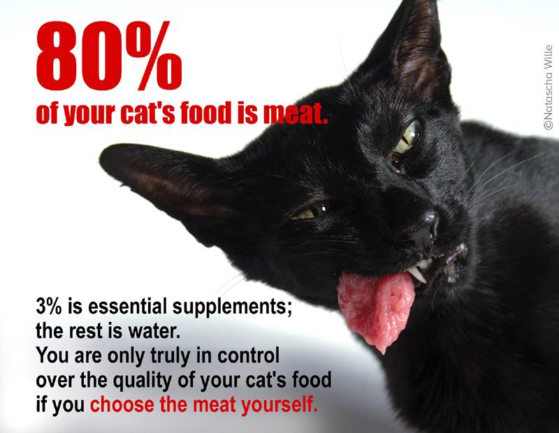 Meat for Cats an introduction TCfeline raw cat food