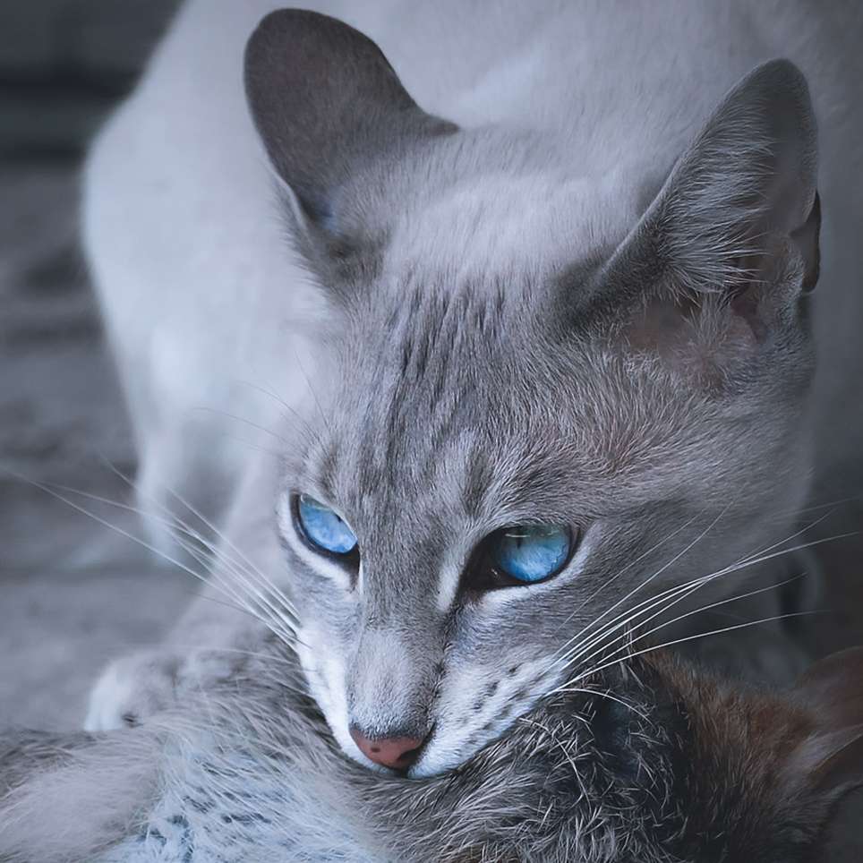 Study Cats pages_memorable